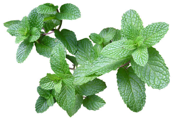 Sirop Menthe