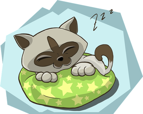InfuZ' Au dodo – Image 3