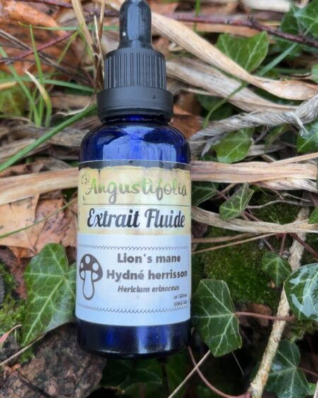 Lion's mane - Hericium erinaceus 🍄 🍄