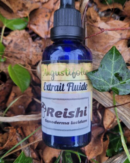 Reishi - Ganoderma lucidum